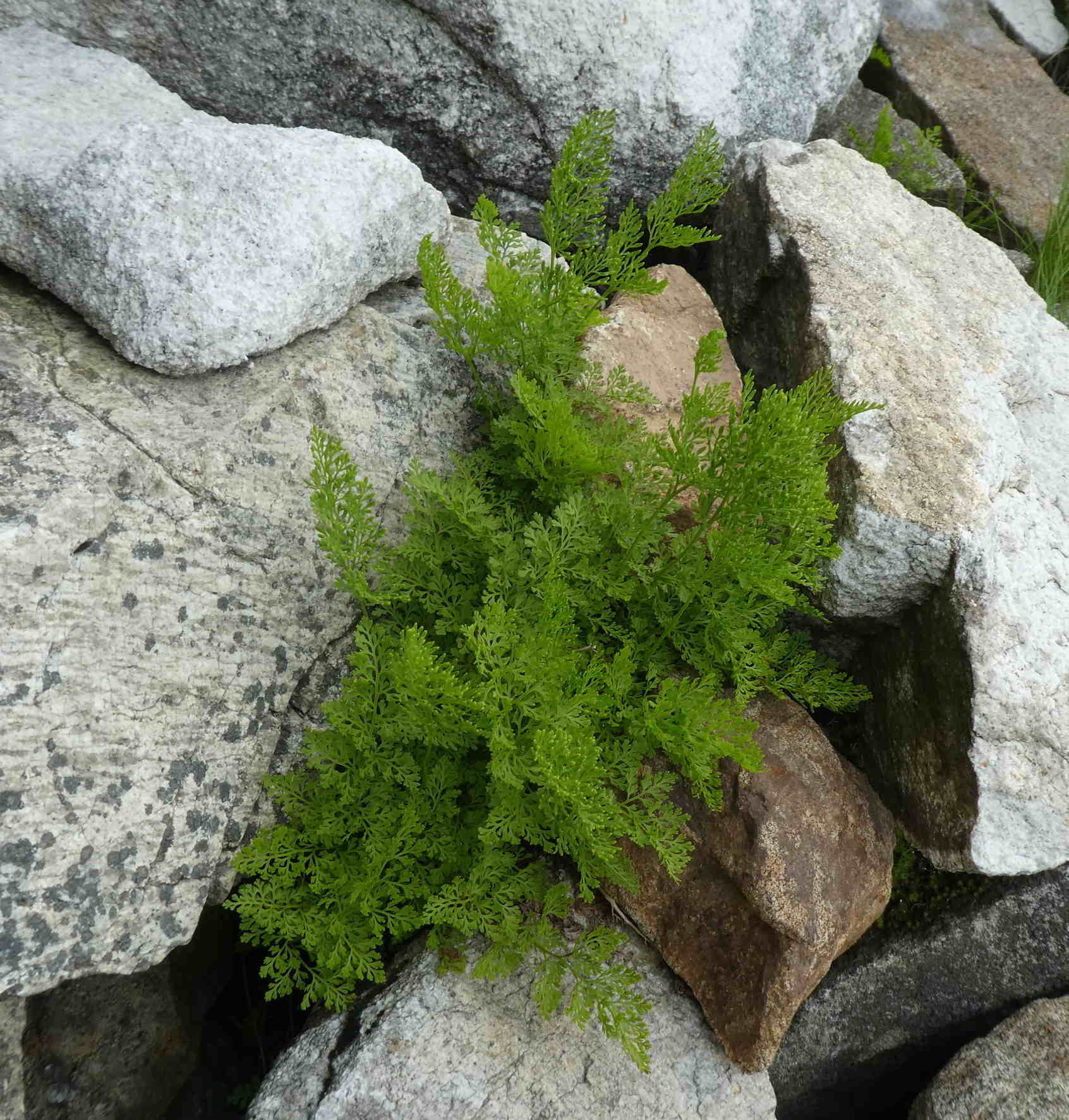 Cryptogramma crispa / Felcetta crespa